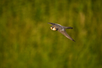 Roodpootvalk, Red-footed Falcon, Falco vespertinus