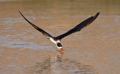 Amerikaanse Schaarbek, Black Skimmer, Rynchops niger