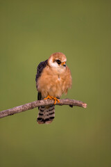 Roodpootvalk, Red-footed Falcon, Falco vespertinus