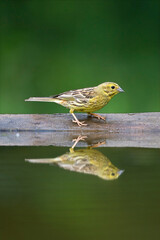 Geelgors, Yellowhammer, Emberiza citrinella