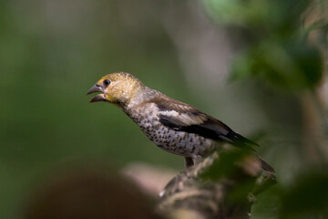 Appelvink, Hawfinch, Coccothraustes coccothraustes
