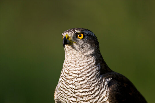 Havik, Northern Goshawk, Accipiter gentilis