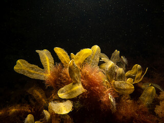 close up of bladderwrack, also known as bladder fucus, pop weed, cut weed, kelpware, sea wrack, pig...
