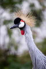 Fototapeta premium Crowned crane balearica regulorum. Grey crowned crane. A beautiful bird with a forelock. African crowned crane. Kavirondo Crane. Golden crested crane.