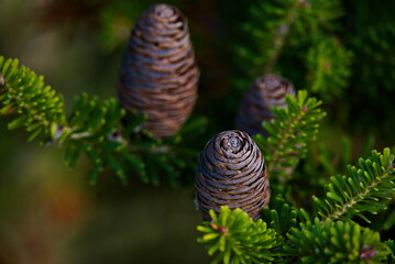Beautiful pine cone on a green coniferous tree. A picture of garden tree with small pine cone and beauty green needles.
