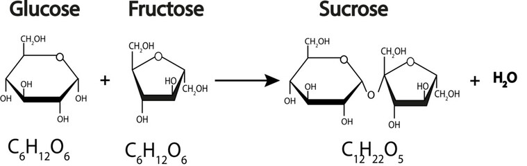 sucrose formation. Formation of a glycosidic bond from two molecules, glucose and fructose. Vector illustration.