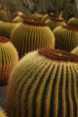 Cactus close up in Lanzarote botanical garden