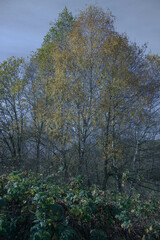 Fototapeta premium Autumn fields