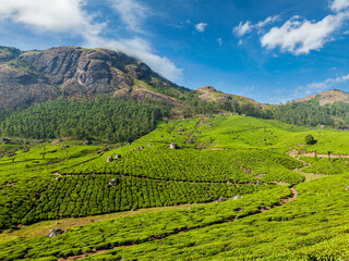 Kerala India travel background - green tea plantations in Munnar, Kerala, India - tourist attraction