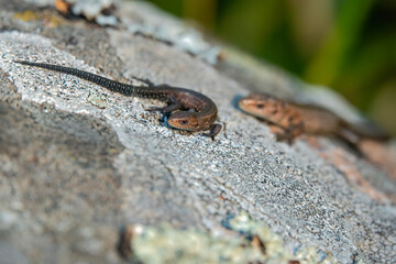 Viviparous lizard