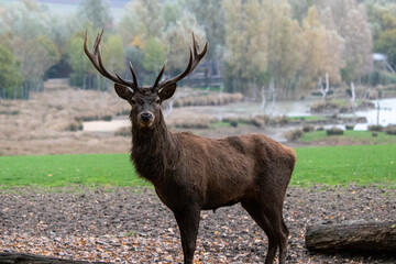 Cerf dans la forêt