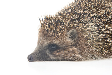 Erinaceus europaeus. Common European hedgehog on a white background