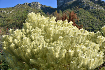 The original fynbosh plant is a large bush with white fluffy branches in Cape Town in South Africa in the Kirstenbosch National Botanical Garden