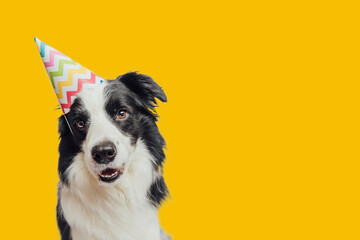 Happy Birthday party concept. Funny cute puppy dog border collie wearing birthday silly hat...