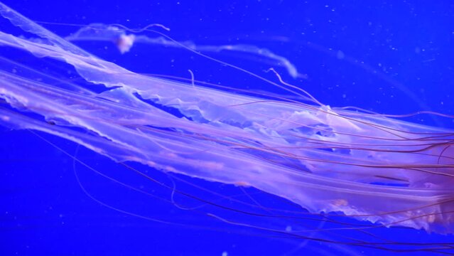 The Japanese sea nettle Chrysaora pacifica jellyfish swimming in the aquarium