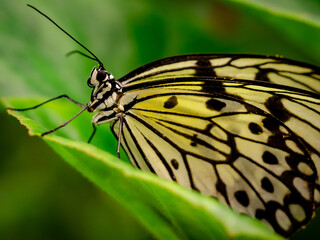 Papillons tropicaux - papillon macro photo sur fond flou vert