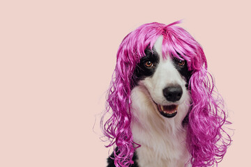 Pet dog border collie wearing colorful curly lilac wig isolated on pink background. Funny puppy in...