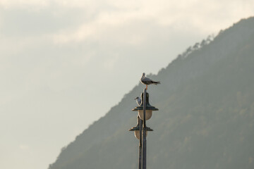 Seagulls resting on post lights