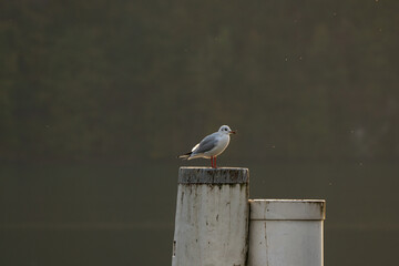 seagull resting on a pole during sunset