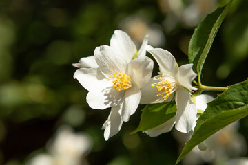 blooming white jasmine flowers in the garden