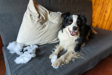 Naughty playful puppy dog border collie after mischief biting pillow lying on couch at home. Guilty...