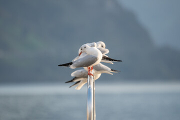 pack of seagulls all resting on the same pole