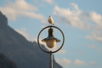 bird resting on top of a lamp post