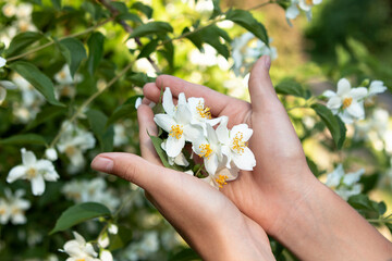 white jasmine flowers in hands in the garden