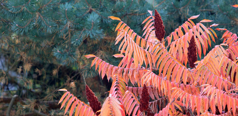 Fototapeta Kolorowe jesienne liście na tle zieleni. obraz
