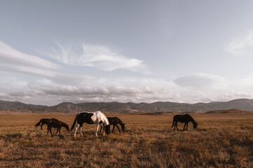 Wild horse with foals graze in the field. Cloudy sky and mountains on background. Beautiful animals.