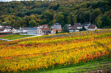 Fototapeta na wymiar Autumn view on colorful grand cru Champagne vineyards near Moulin de Verzenay, pinot noir grape plants after harvest in Montagne de Reims near Verzenay, Champagne, wine making in France