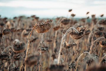 Grey dry sunflowers under gloomy cloudy sky. Symbols of harvesting, ripening, ageing and ending
