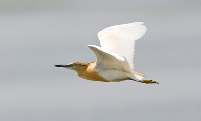 Ralreiger, Squacco Heron, Ardeola ralloides