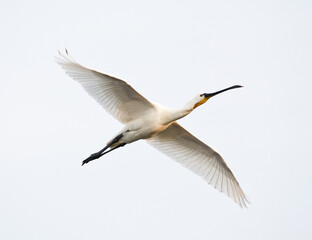 Lepelaar, Eurasian Spoonbill, Platalea leucorodia