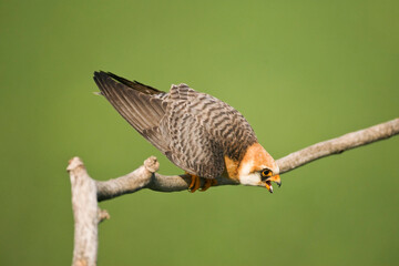 Roodpootvalk, Red-footed Falcon, Falco vespertinus
