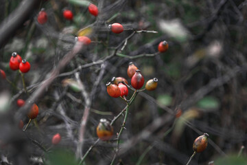 Red rosehip fruits on the branches on a sunny autumn day. Rosehip bush with red fruits. The fruits of the red rosehip. Selective focus.