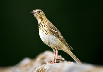Boompieper; Tree Pipit; Anthus trivialis