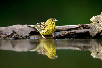 Geelgors, Yellowhammer, Emberiza citrinella