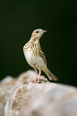Boompieper, Tree Pipit, Anthus trivialis