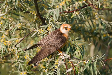 Roodpootvalk, Red-footed Falcon, Falco vespertinus