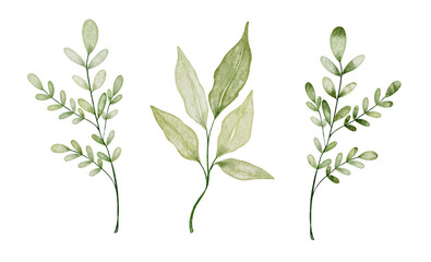 Watercolor green leaves.Set watercolor herbal elements.Isolated on a white background.