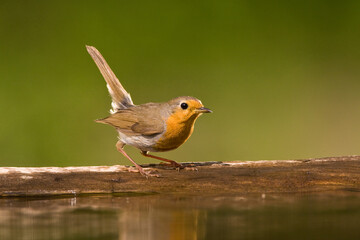 European Robin, Roodborst, Erithacus rubecula