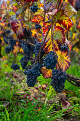 Obraz premium Ripe clusters of pinot meunier grapes in autuimn on champagne vineyards in village Hautvillers near Epernay, Champange, France