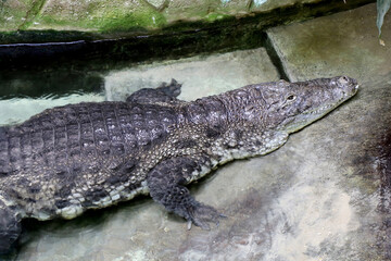 Profile of a Nile crocodile at the water's edge