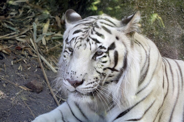 Close up of a mighty white tiger