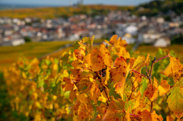 Autumn view on colorful grand cru Champagne vineyards near Moulin de Verzenay, pinot noir grape plants after harvest in Montagne de Reims near Verzenay, Champagne, wine making in France
