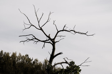 Sculptural branches of a dead dead tree silhouetted against a bright sky