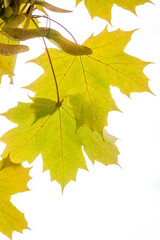 Autumn green, yellow and orange maple leaves isolated on a white background.