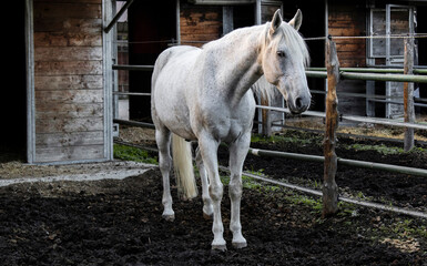 White horse, equine, animal