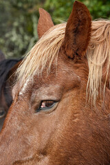 Portrait eines Comtois-Pferdes mit Fokus auf Pony und Augen